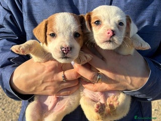 Jack Russell cani Jack Russell - Annuncio 7
