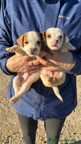 Jack Russell cani Jack Russell - Annuncio 14
