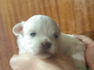 Maltese cani Maltese cuccioli maschi genitori pedigree ENCI - Annuncio 1