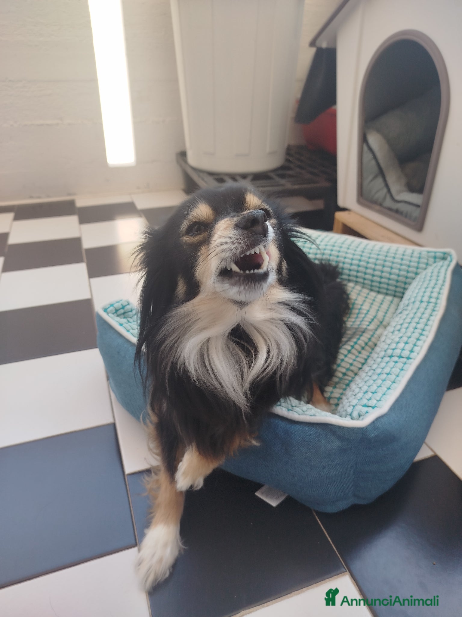 Meticcio cani Meticcio  - Annuncio 17