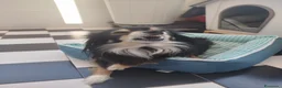 Meticcio cani in regalo: Meticcio  - Annuncio 1