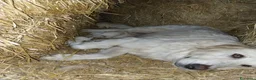 Pastore Maremmano cani in vendita: Cuccioli Pastore maremmano/abruzzese - Annuncio 5