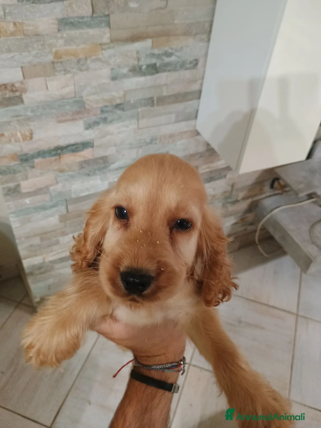 Cocker cani in vendita: Cocker spa iel - Annuncio 2