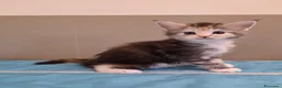Maine Coon gatti in vendita: Litter F Dolci Fusa - Annuncio 17