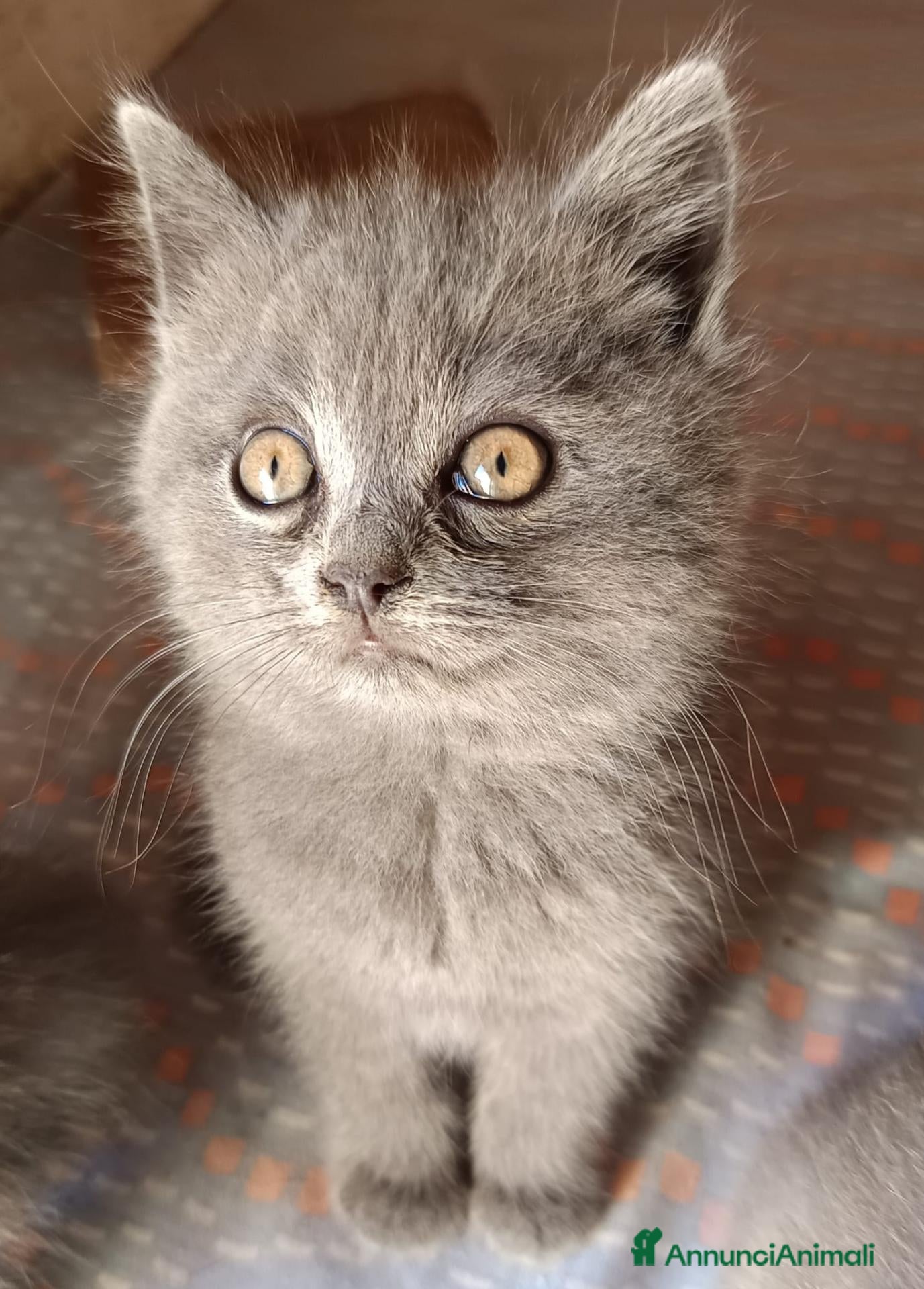 British gatti Adorabili gattini British shortair  - Annuncio 1
