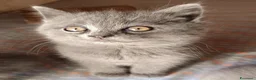 British gatti in vendita: Adorabili gattini British shortair  - Annuncio 1