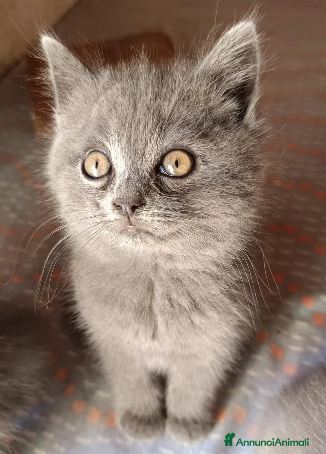 British gatti in vendita: Adorabili gattini British shortair  - Annuncio 1