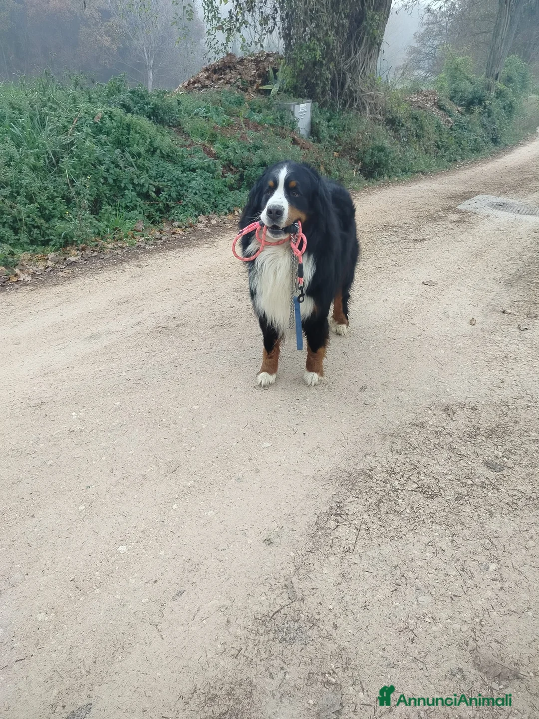 Bovaro del Bernese cani per accoppiamento: ARON Bovaro del Bernese - Annuncio 6