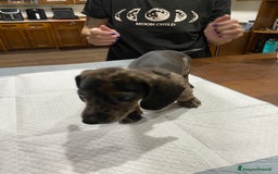 Bassotto cani in vendita: Cuccioli di Bassotto Arlecchino/Macchiati  a Provincia di Vicenza - Immagine 7