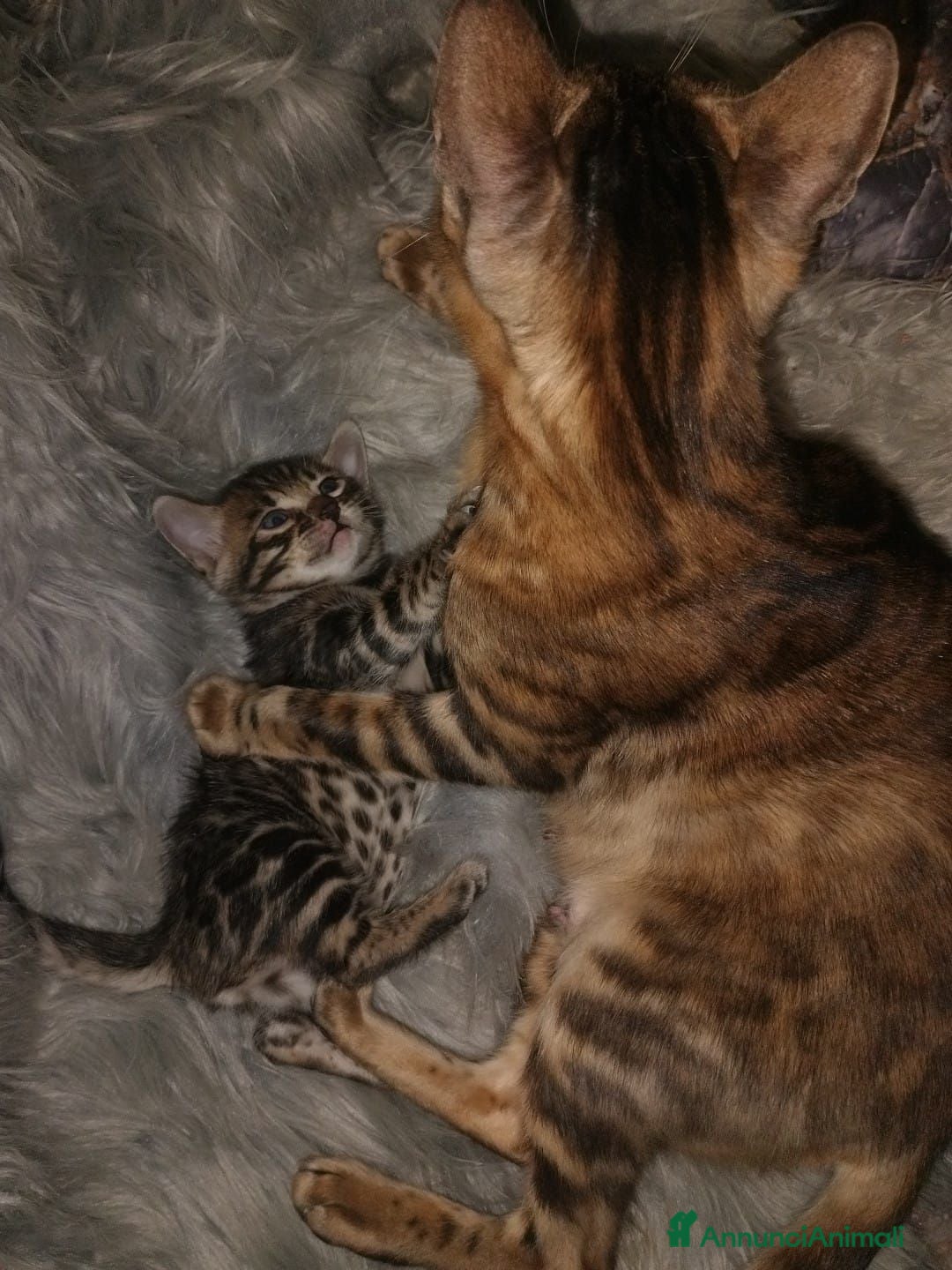 Bengala gatti Gattina Bengala con pedigree - Annuncio 10