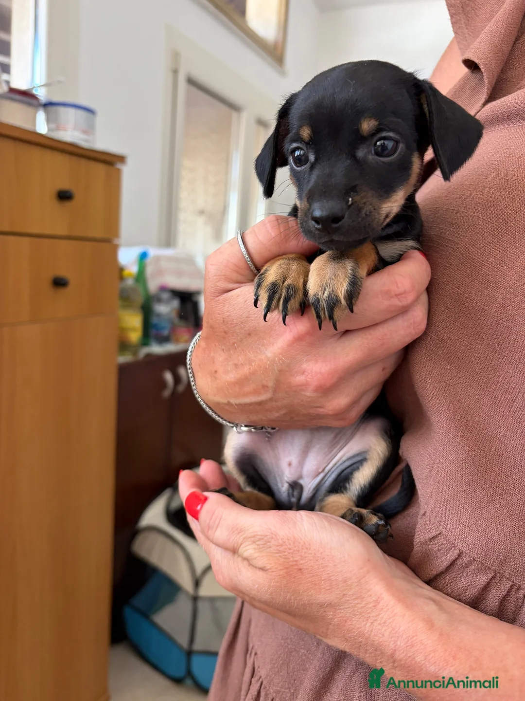 Pinscher Miniatura cani in vendita: Pinscher femmina  - Annuncio 2