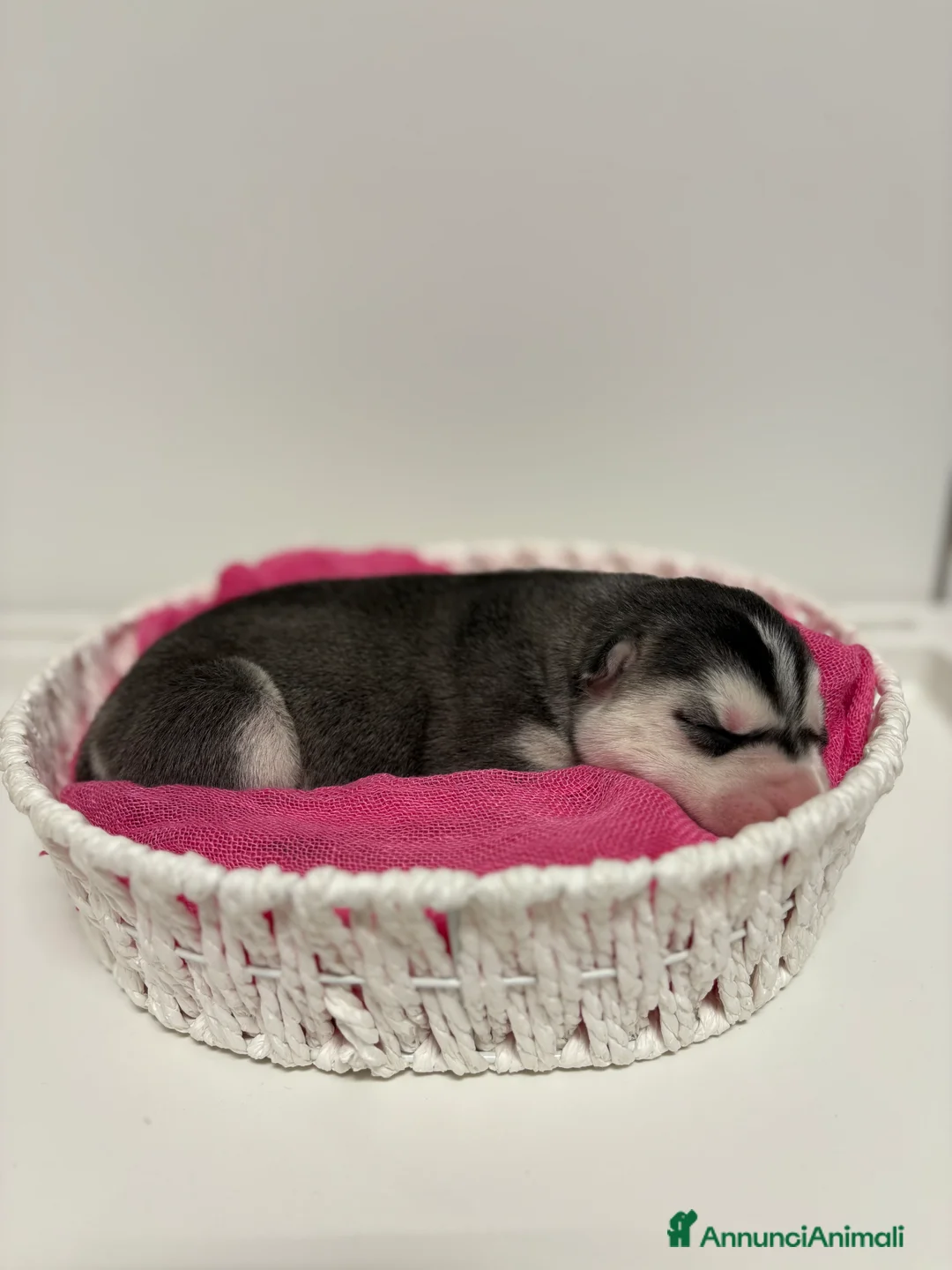 Husky cani in vendita: Cuccioli Siberian Husky con pedigree in vendita  - Annuncio 2