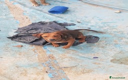 Altre razze cani in regalo: Regalo tre cuccioletti - Immagine 6