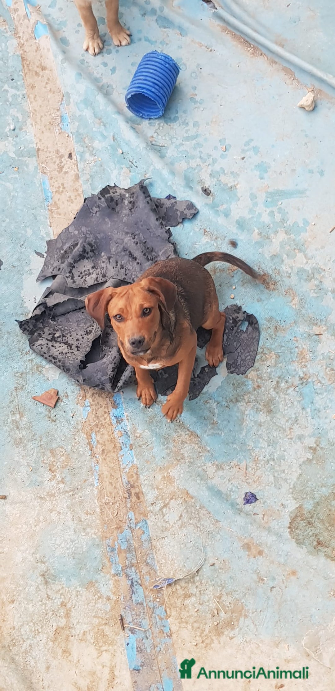 Altre razze cani in regalo: Regalo tre cuccioletti - Immagine 6