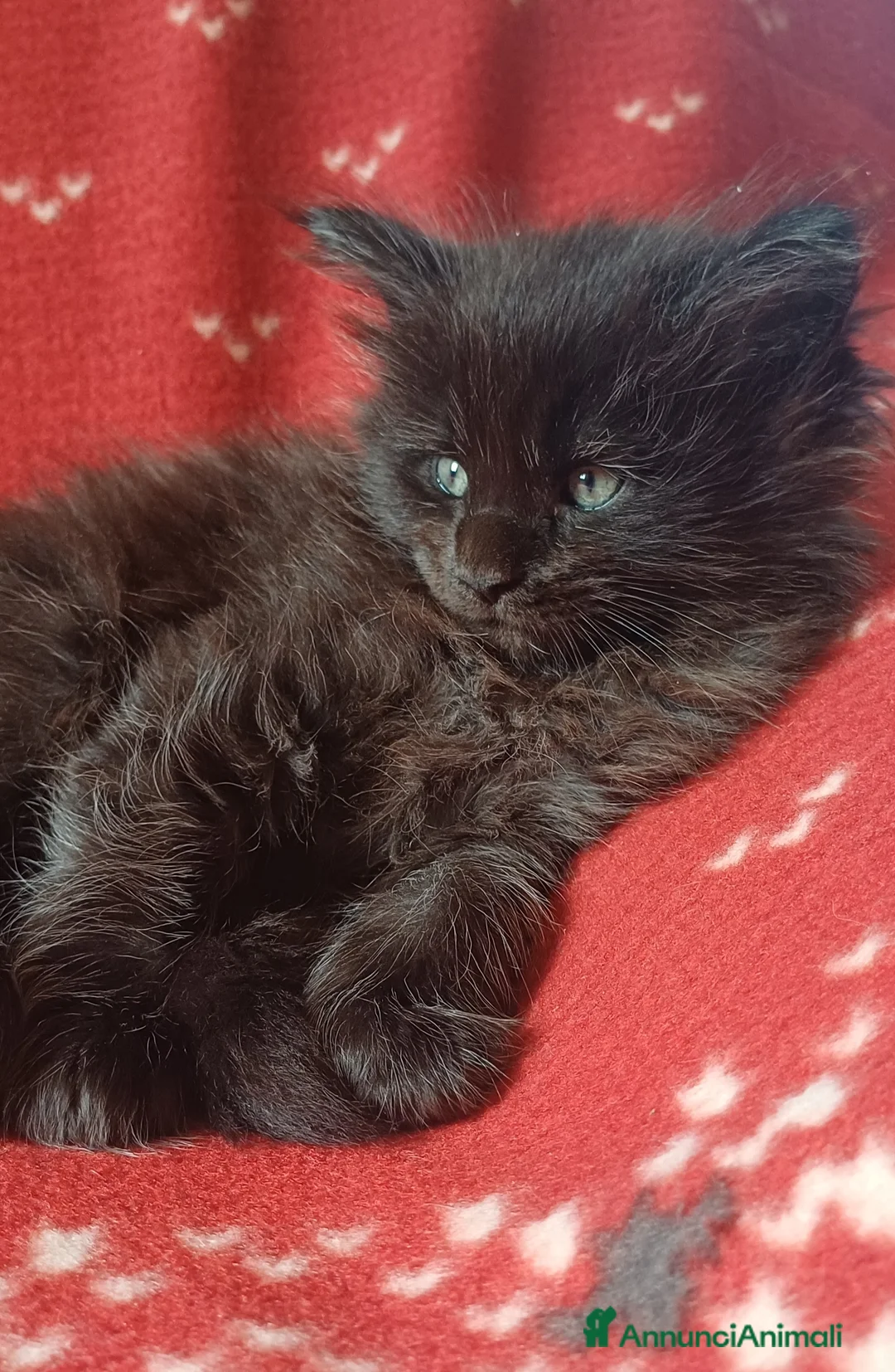 Maine Coon gatti in vendita: Cuccioli di Maine Coon linea estera - Annuncio 2