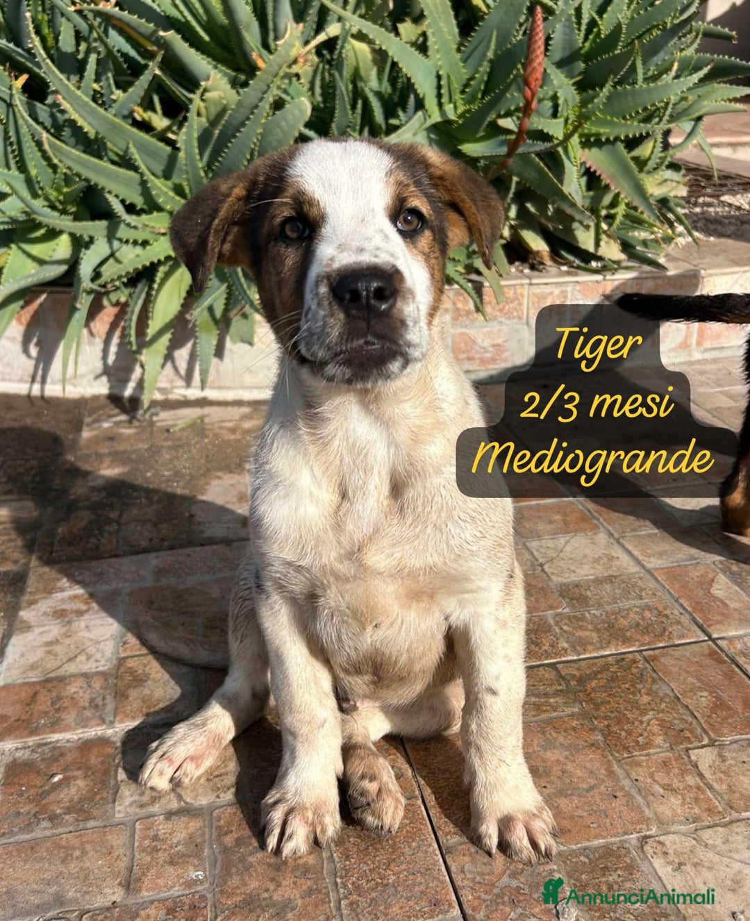 Meticcio cani in regalo: Adotta un cucciolo senza casa  - Annuncio 14