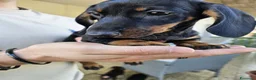 Bassotto cani in vendita: Bassotta femmina nero focato con pedigree enci - Annuncio 5
