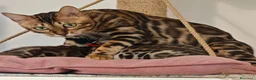 Bengala gatti in vendita: Cuccioli gattini bengale pronti - Annuncio 14