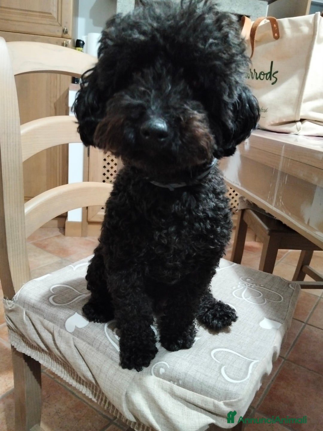 Barboncino Toy cani in vendita: Barboncino Toy Phantom  - Annuncio 12