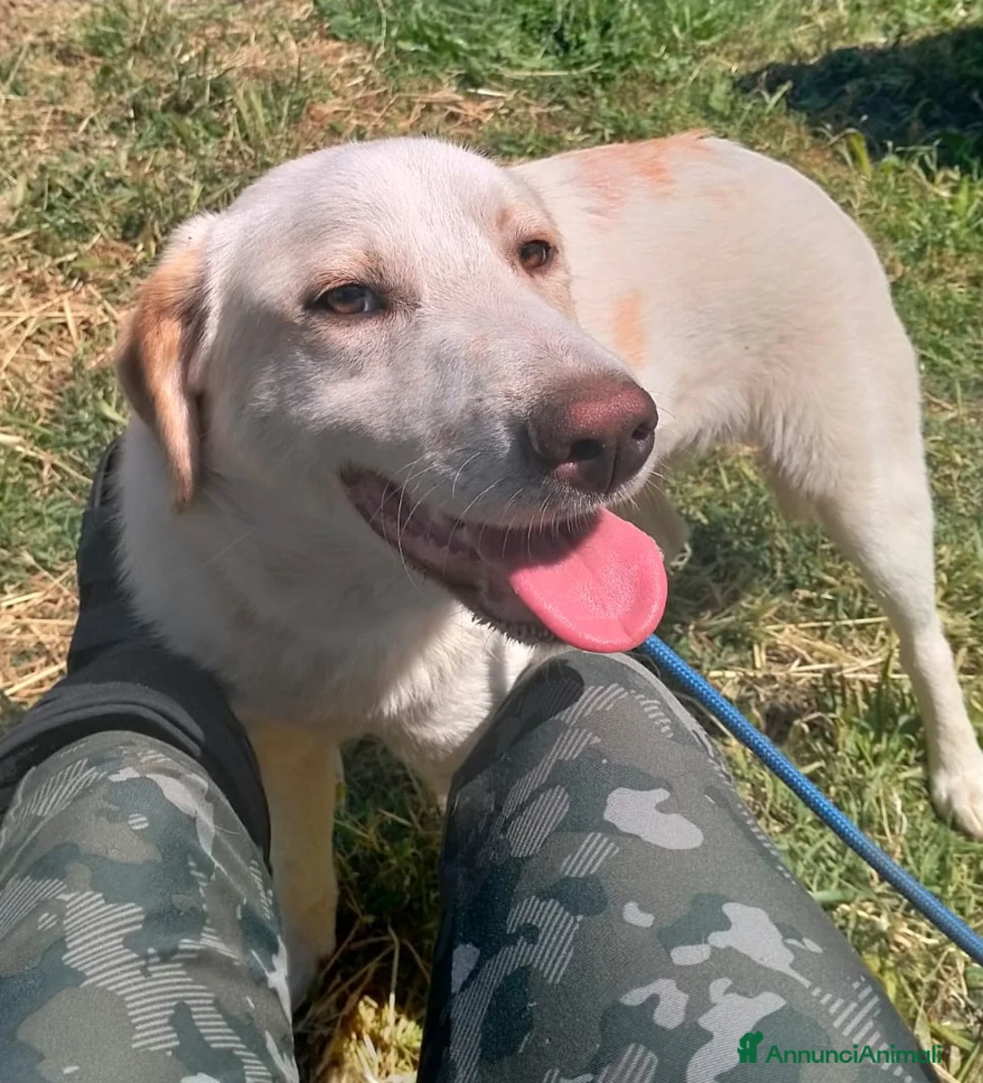 Meticcio cani in regalo: YAGO CUCCIOLO MIX LABRADOR  a Provincia di Varese - Annuncio 1