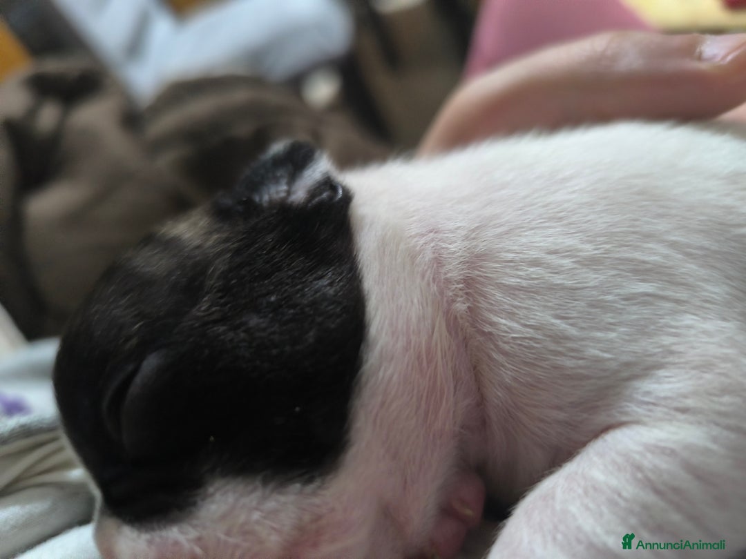 Bulldog Francese cani in vendita: Bulldog francese  - Annuncio 6