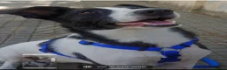 Meticcio cani in regalo: Femmina 3anni STALLO FINITO,URGENTE! SOLO SARDEGNA - Annuncio 2