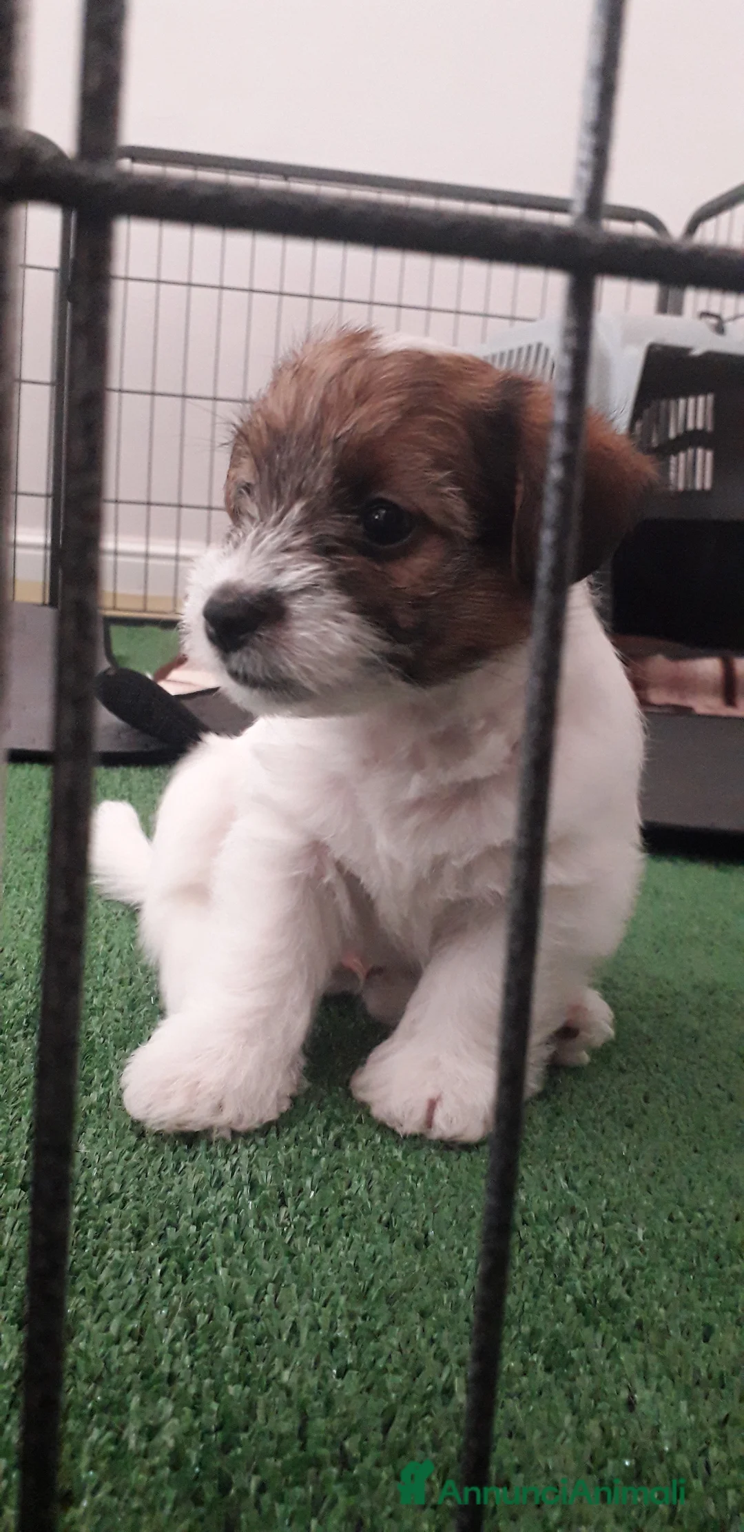 Immagine della galleria {{count}}