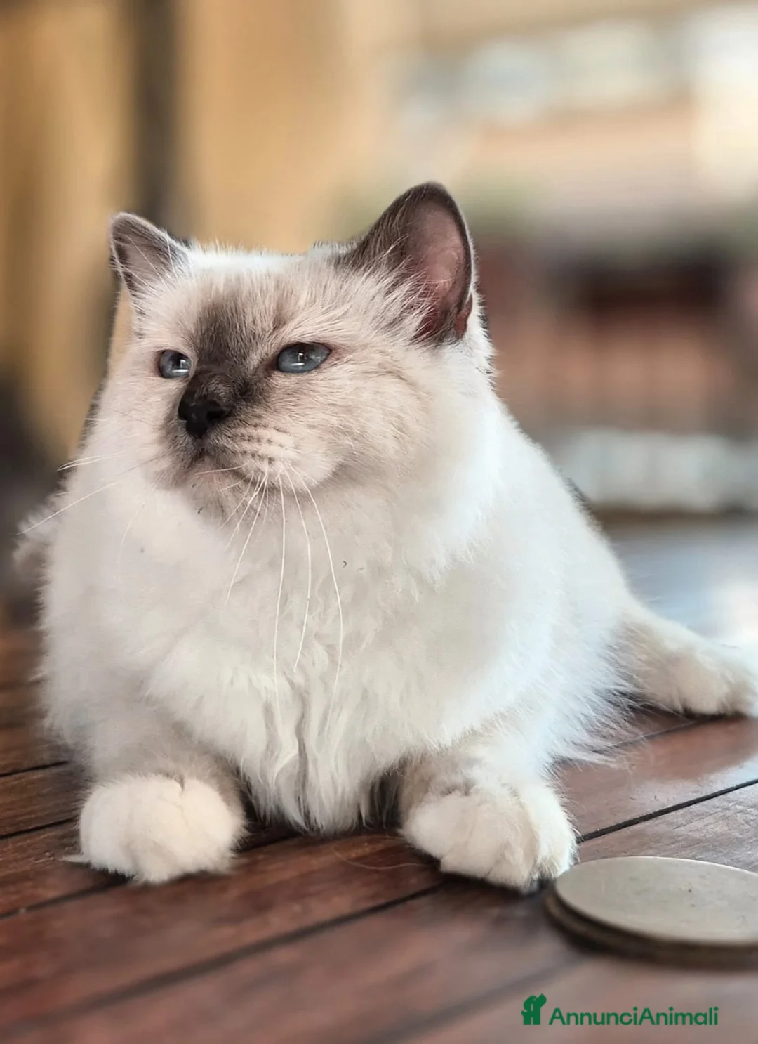 Sacro di Birmania gatti in vendita: Gattino sacro di birmania - Annuncio 1