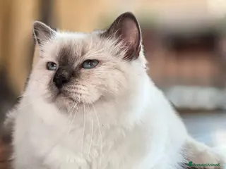 Sacro di Birmania gatti Gattino sacro di birmania - Annuncio 13