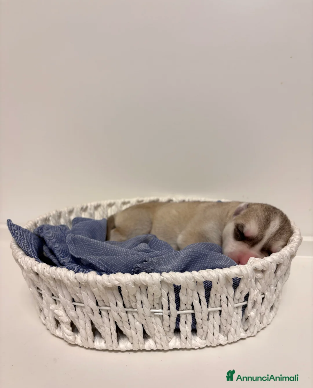 Husky cani in vendita: Cuccioli Siberian Husky con pedigree in vendita  - Annuncio 8