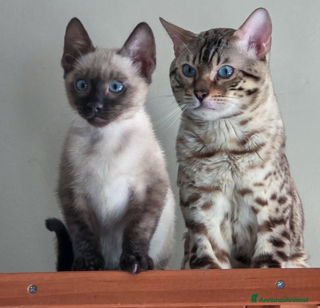 Bengala gatti in vendita: Cucciolo gatto bengala  - Annuncio 11