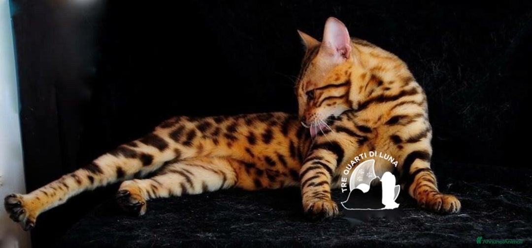 Bengala gatti in vendita: Cuccioli Bengala – Piccoli Leopardi - Annuncio 2