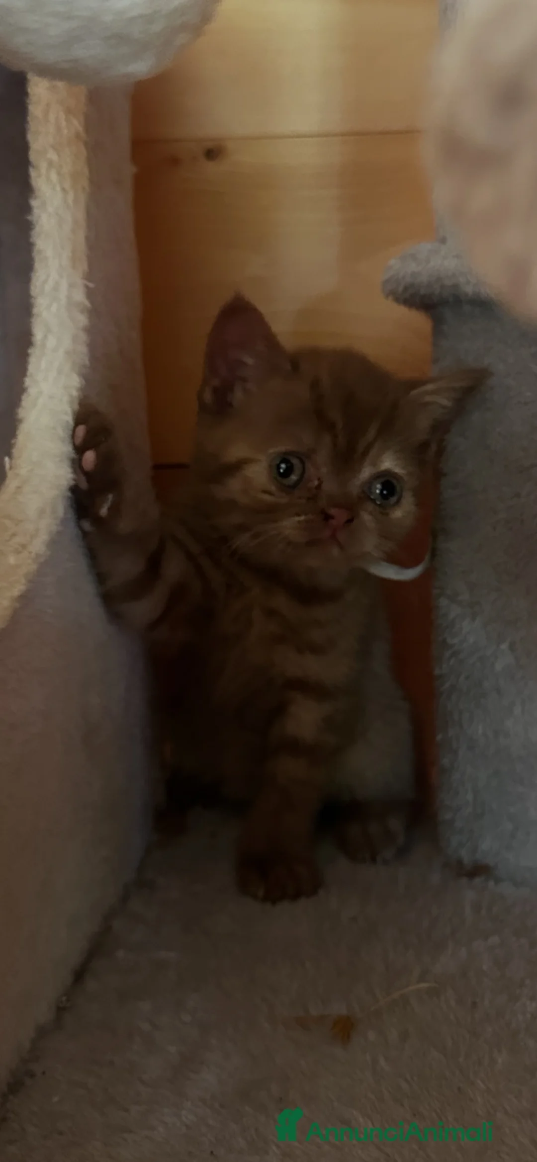 British gatti in vendita: Cuccioli British shorthair Cinnamon  - Annuncio 2