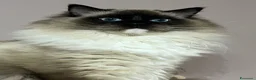 Ragdoll gatti in vendita: Ragdoll con pedigree  - Annuncio 28