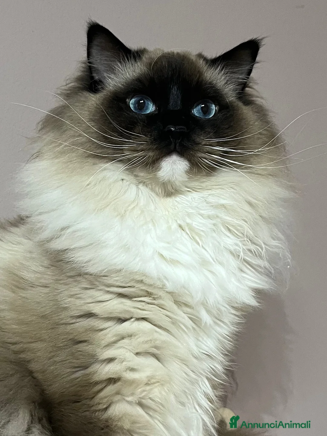 Ragdoll gatti in vendita: Ragdoll con pedigree  - Annuncio 28