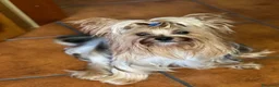 Yorkshire cani per accoppiamento: Yorkshire Terrier cerc compagna per accoppiamento  - Annuncio 2