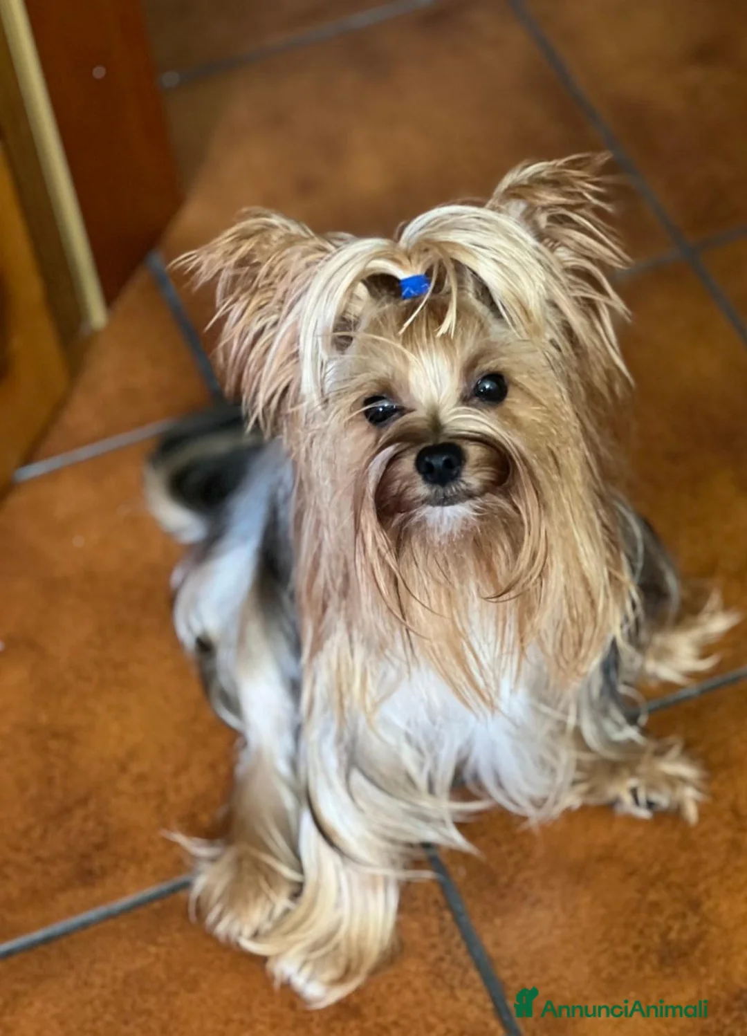Yorkshire cani per accoppiamento: Yorkshire Terrier cerc compagna per accoppiamento  - Annuncio 2