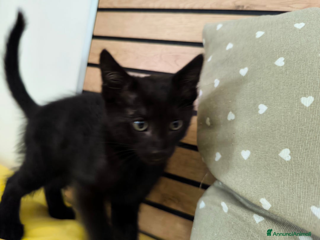 Europeo gatti in vendita: Gattino di 3 mesi maschio a Provincia di Lecco - Immagine 4