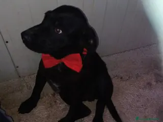 Meticcio cani DOLCISSIMO CUCCIOLOTTO NERO - Annuncio 19