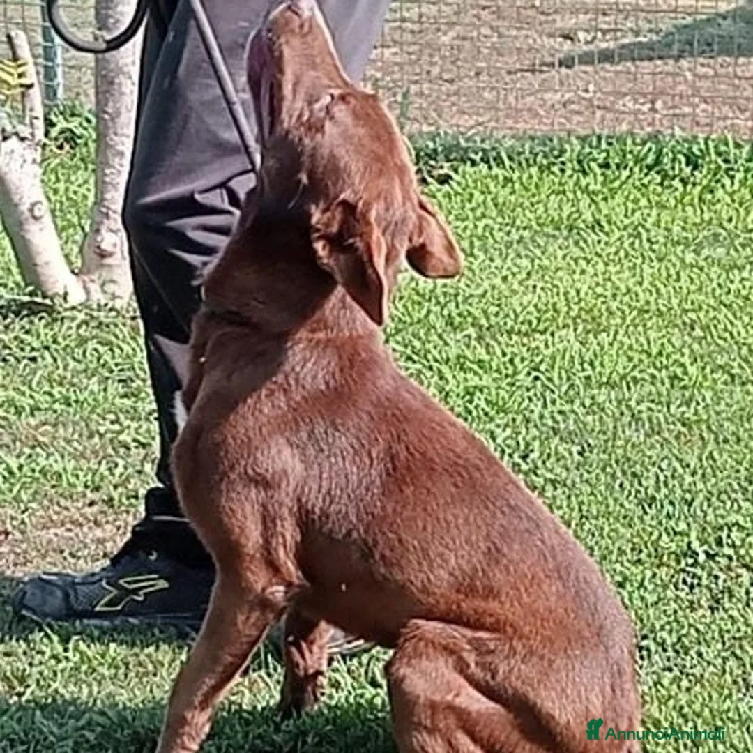 Meticcio cani in regalo: Aron un super cane in cerca di casa a Provincia di Pavia - Annuncio 7