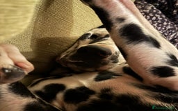 Dalmata cani per accoppiamento: Dalmata maschio per accoppiamento a Provincia di Viterbo - Immagine 5