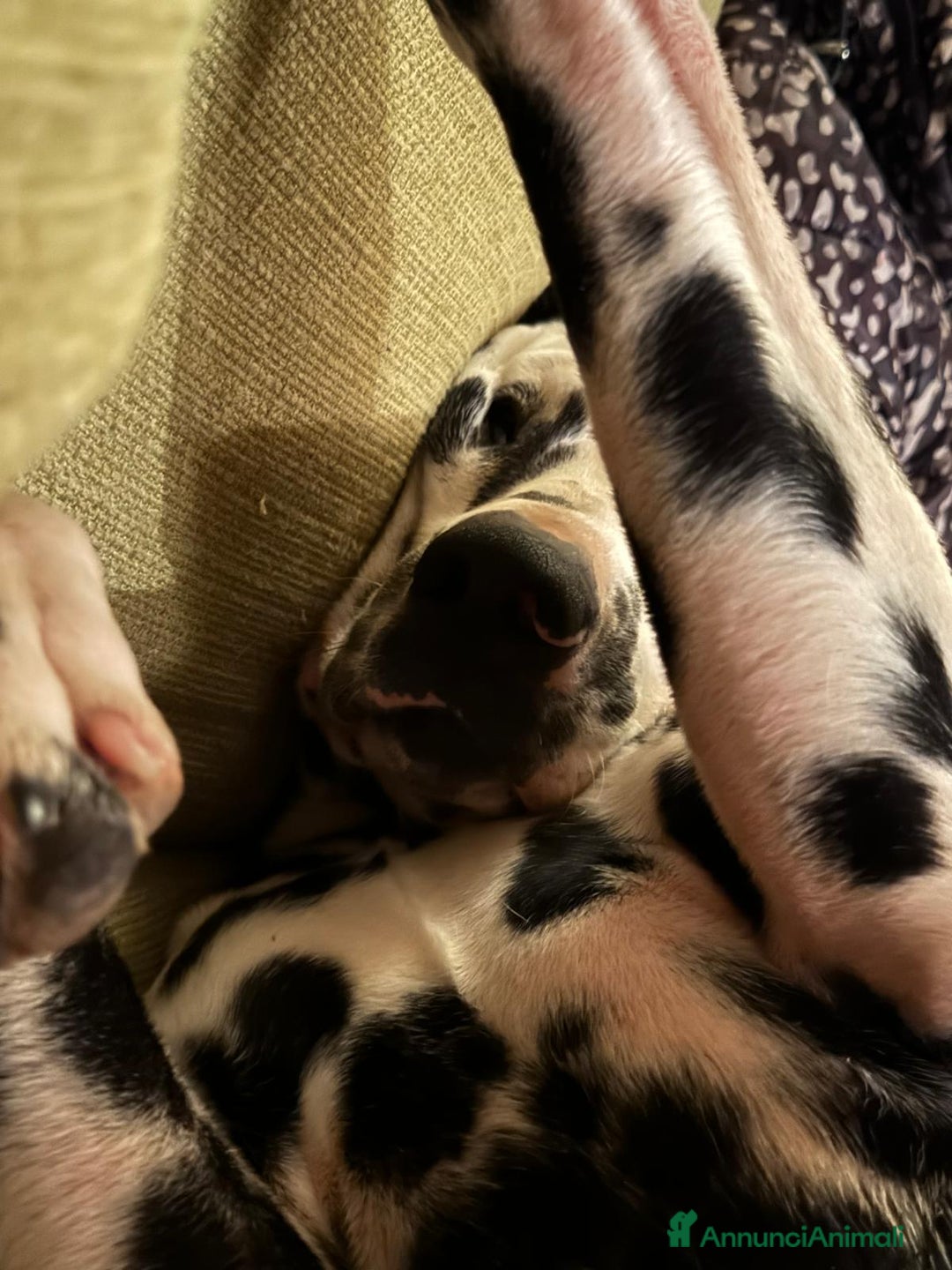 Dalmata cani per accoppiamento: Dalmata maschio per accoppiamento a Provincia di Viterbo - Immagine 5