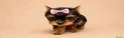 Yorkshire cani in vendita: Adorabili Cuccioli di Yorkshire terrier M/F - Annuncio 3