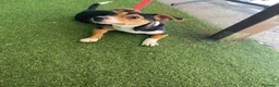 Jack Russell cani in regalo: Si chiama Venere - Annuncio 8