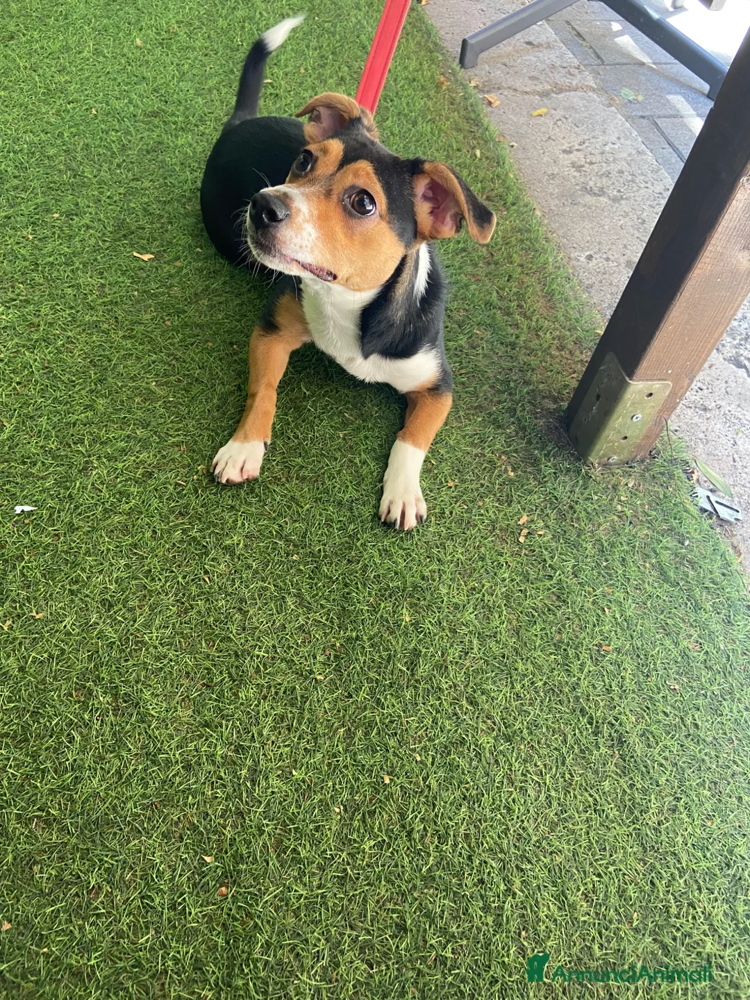Jack Russell cani in regalo: Si chiama Venere - Annuncio 8