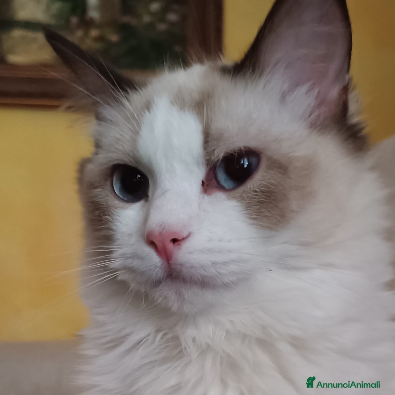 Ragdoll gatti Wonder Blue Shakeaspeare  - Annuncio 6