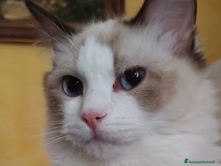 Ragdoll gatti Wonder Blue Shakeaspeare - Annuncio 7