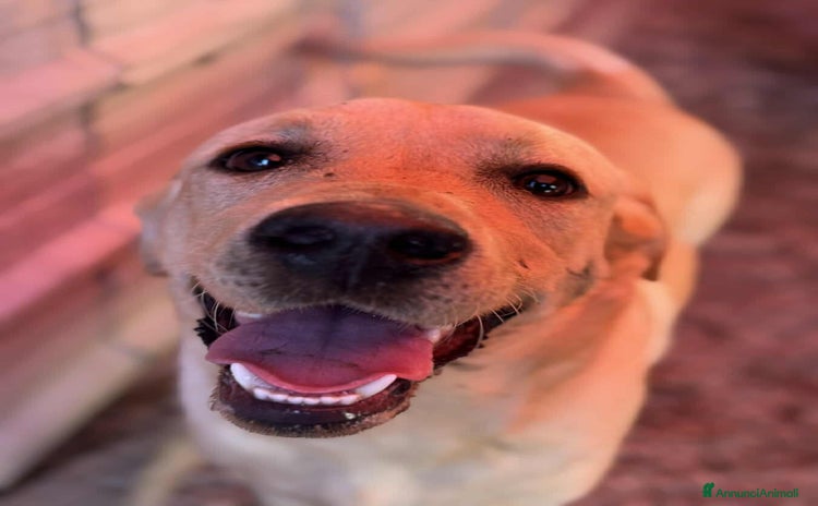 Labrador cani - Annuncio 2