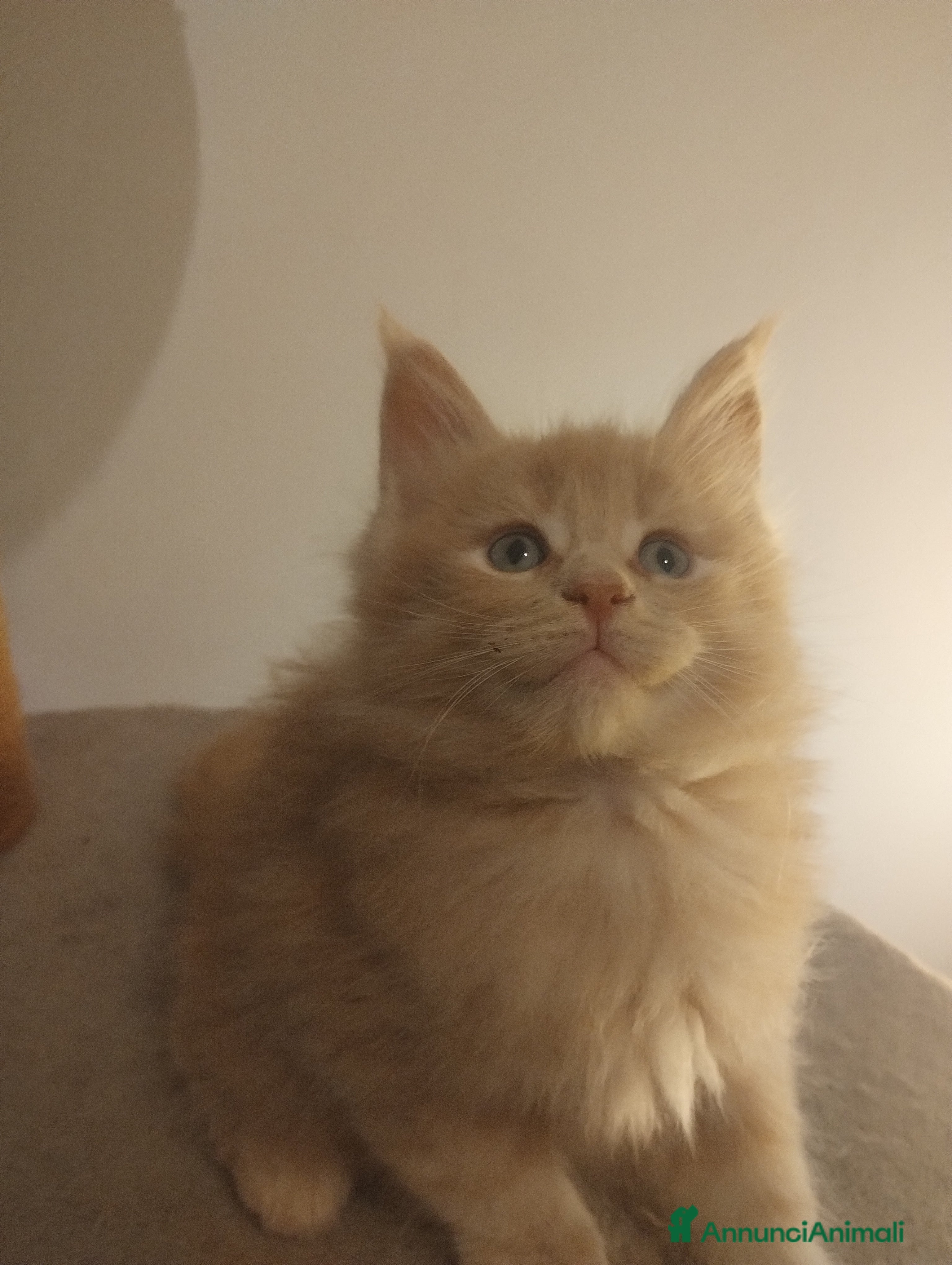 Maine Coon gatti Maine coon cucciolo crema  - Annuncio 5