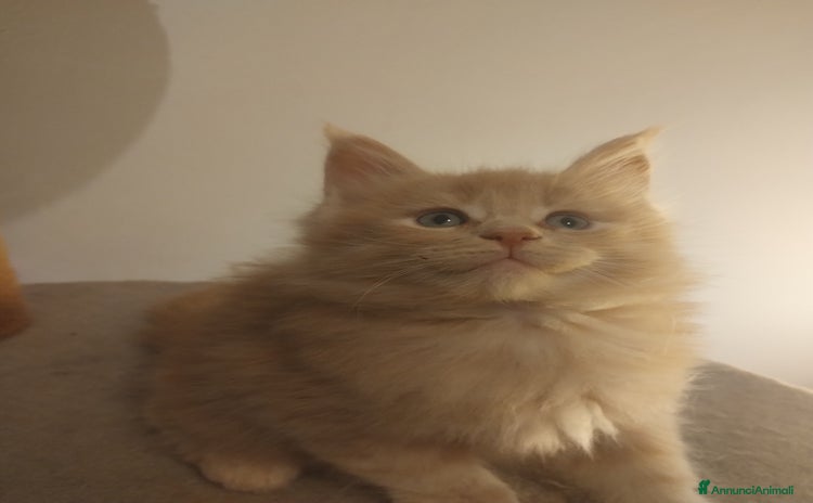 Maine Coon gatti Maine coon cucciolo crema  - Annuncio 8
